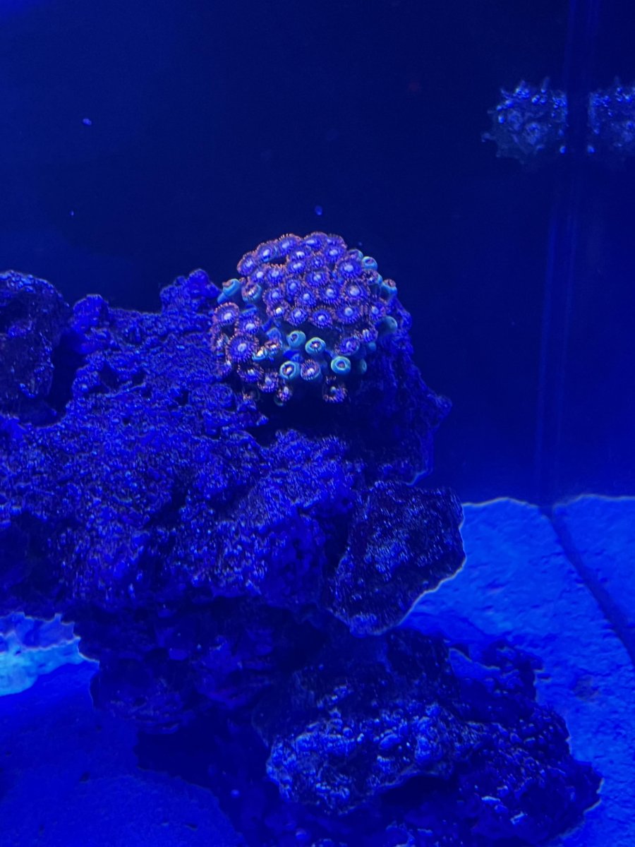 coral.jpg