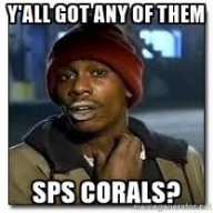 coral.jpg