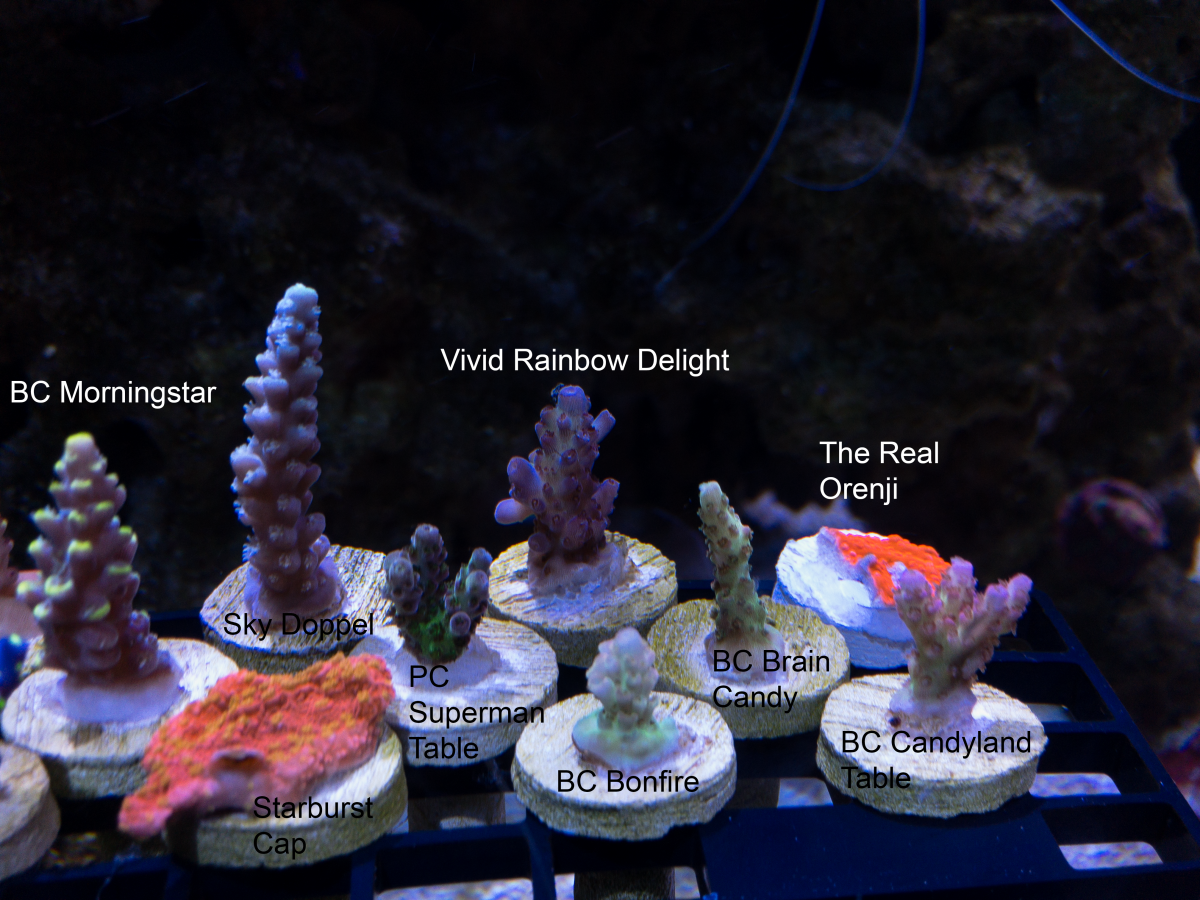 Coral Lineup 4.png