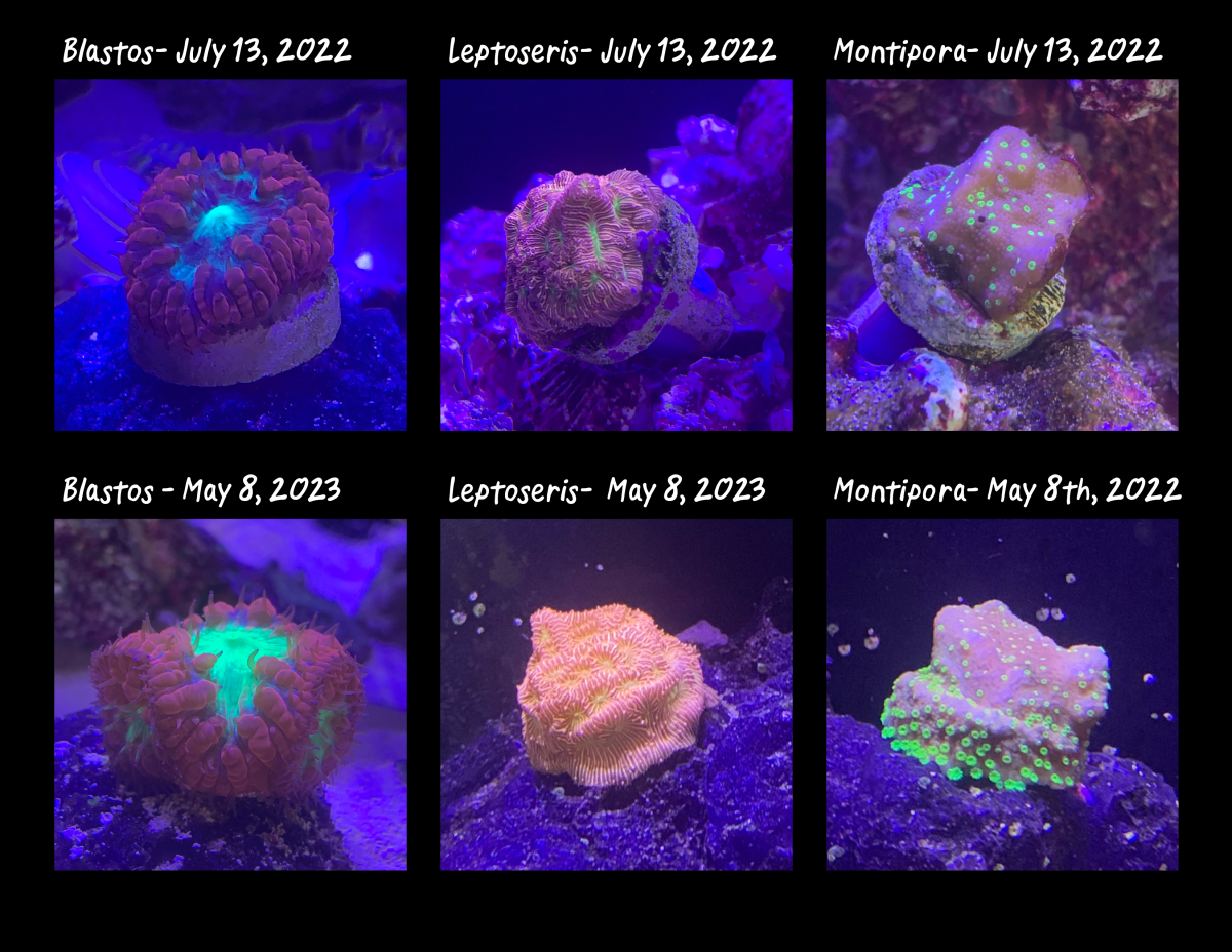 coral progression 2023 hi res.png