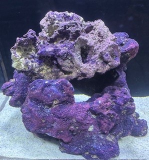 Coral Rock.jpg