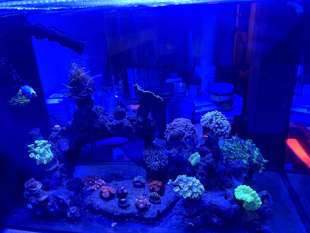 Coral Update 2.jpg