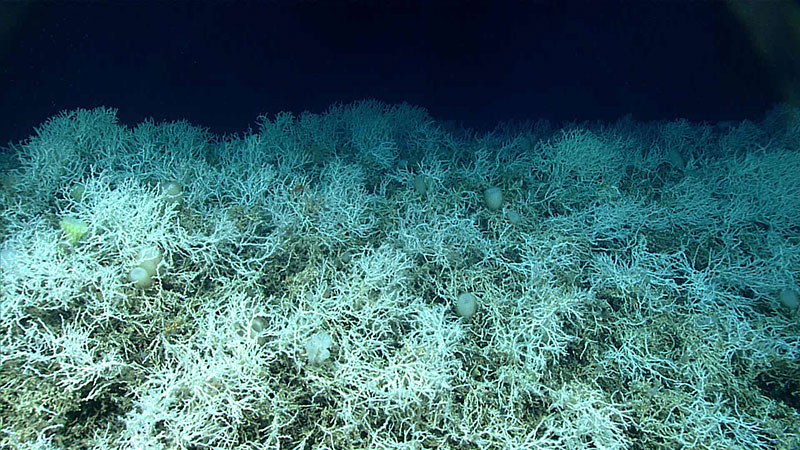 coral-water-800.jpg