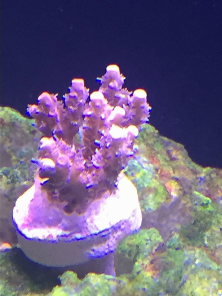 coral1.JPG