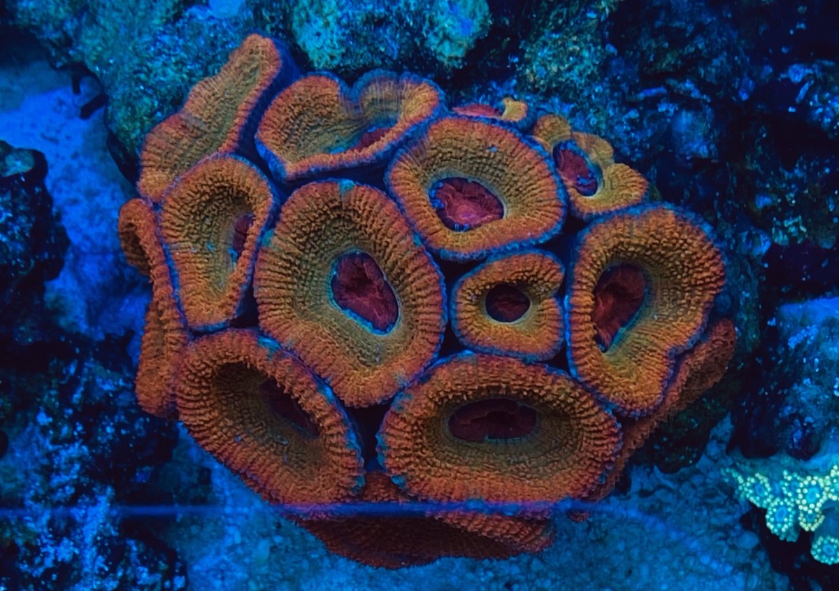 coral2.jpg