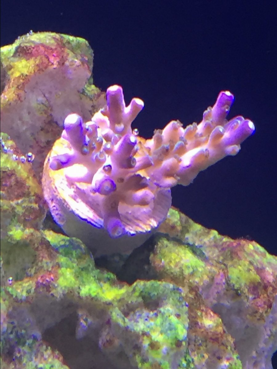 coral2.JPG