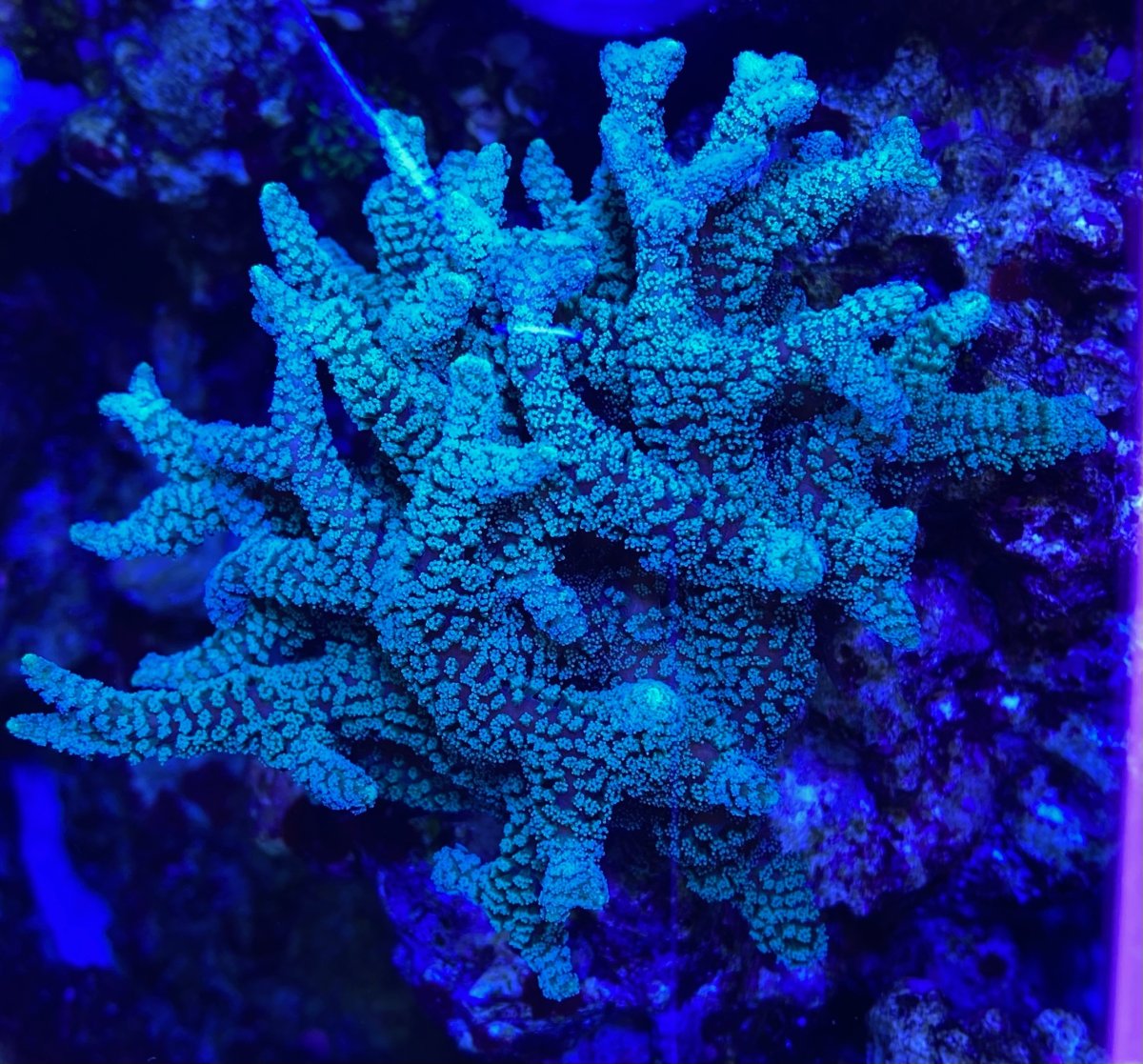 coral3.jpg