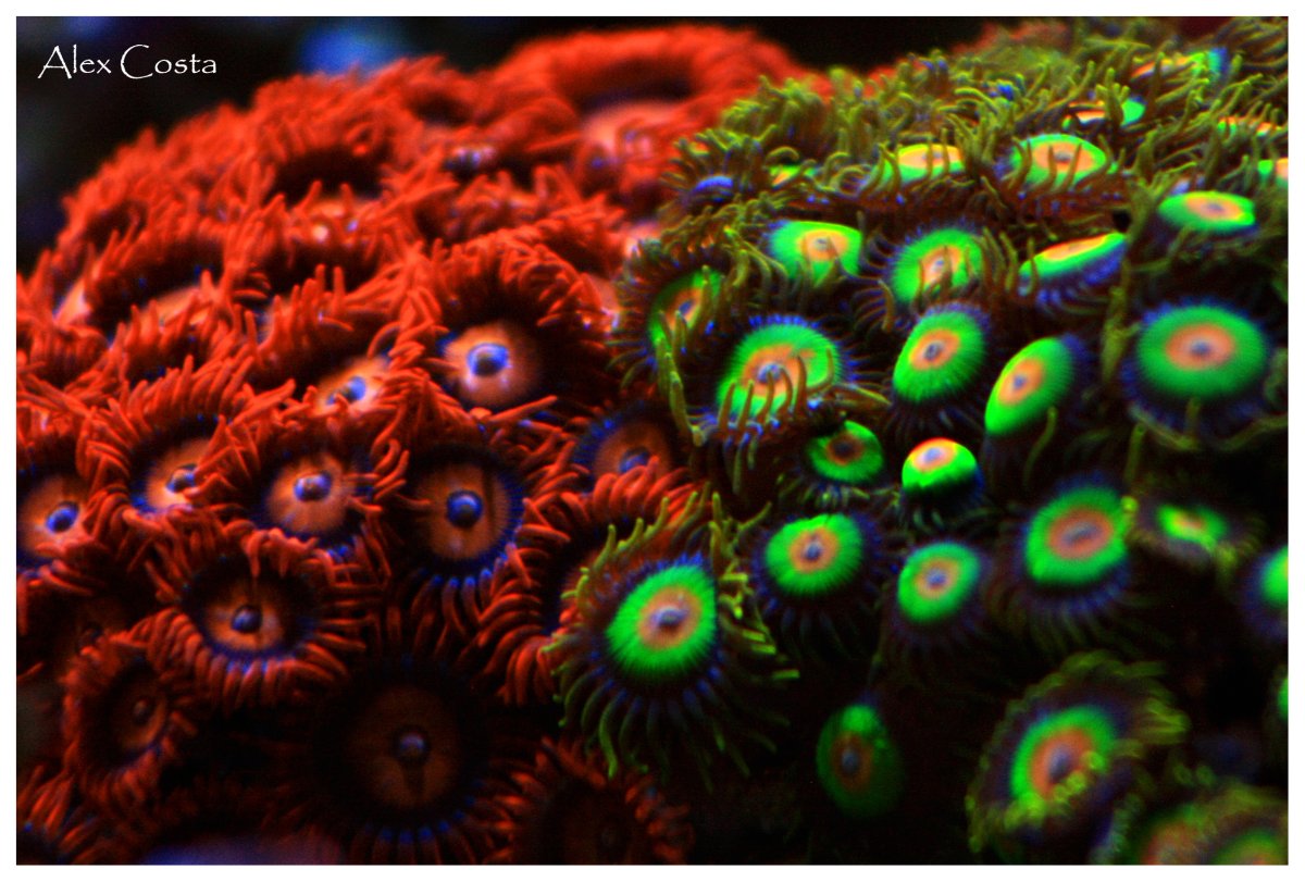 Coral57 - zoa-oxide-rasta.jpeg