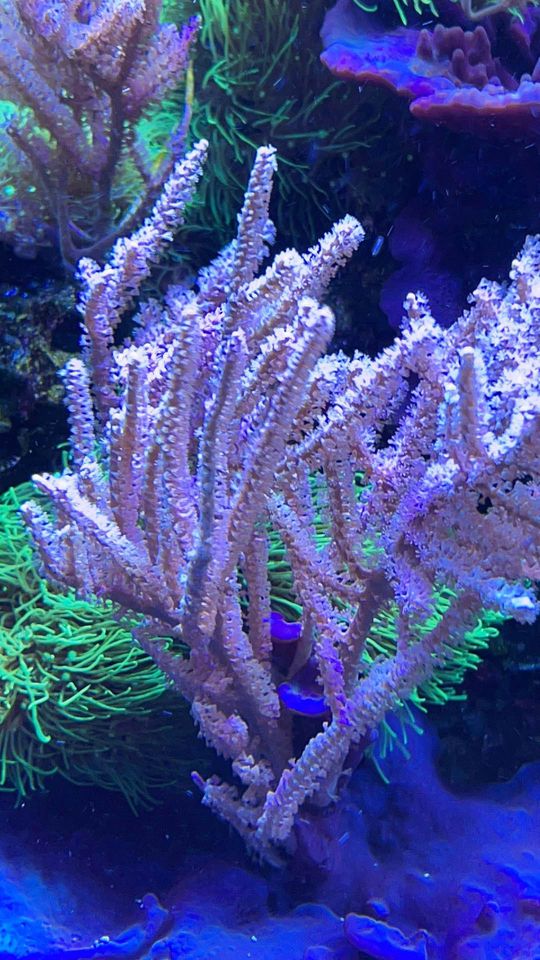 coral_pic.jpeg