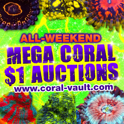 coralauction7-24.jpg