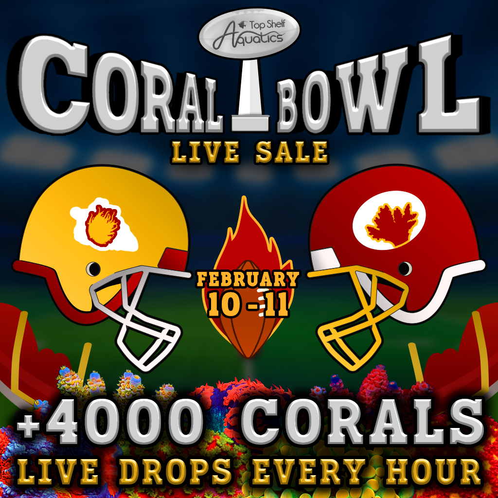 CoralBowl24-Square.png