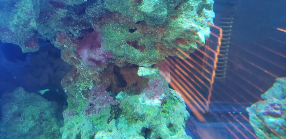coralline filter.jpg