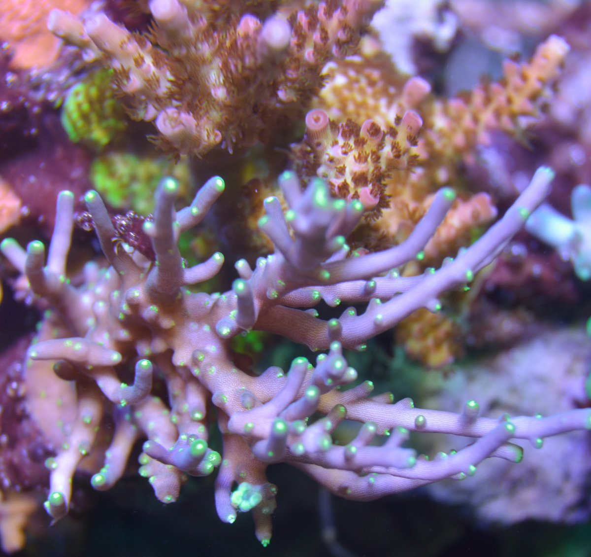 Corals 059.JPG