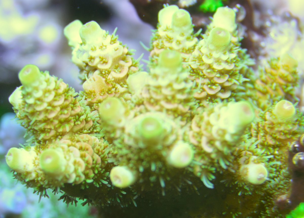 Corals 060.JPG