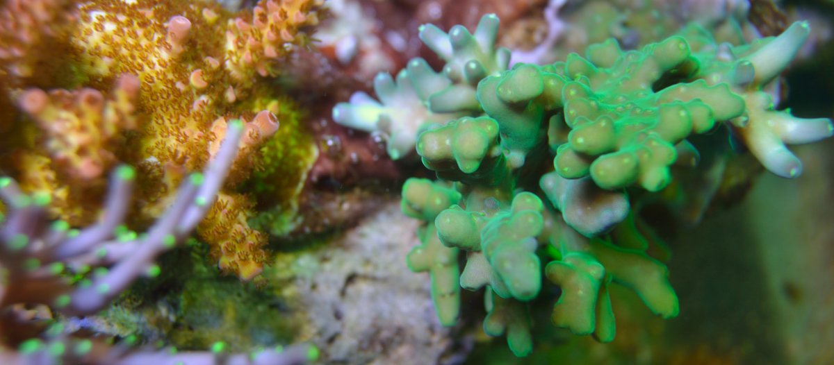 Corals 061.JPG