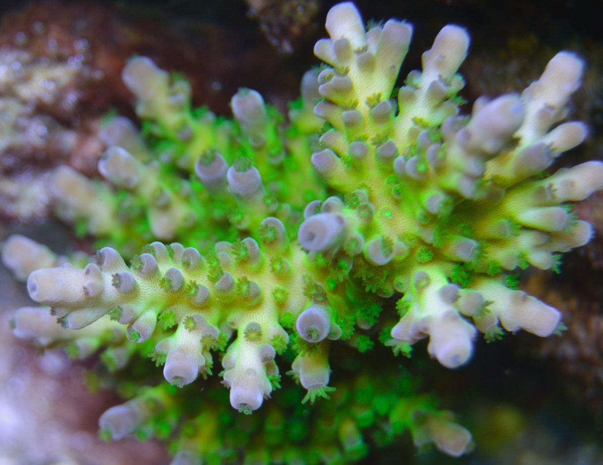 Corals 066.JPG