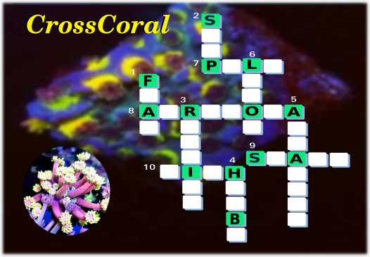 corals 1.jpeg