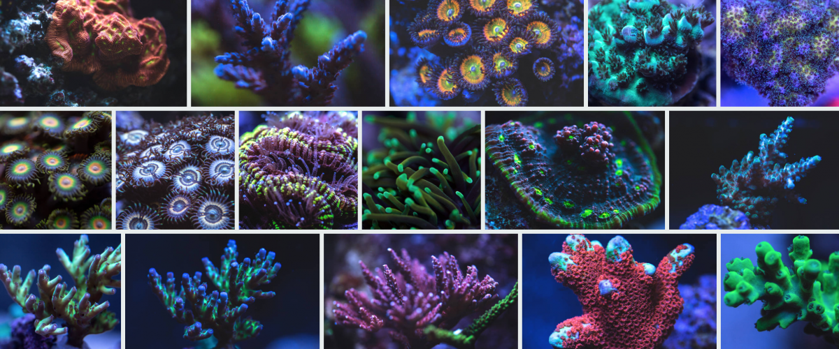 Corals Getty.png