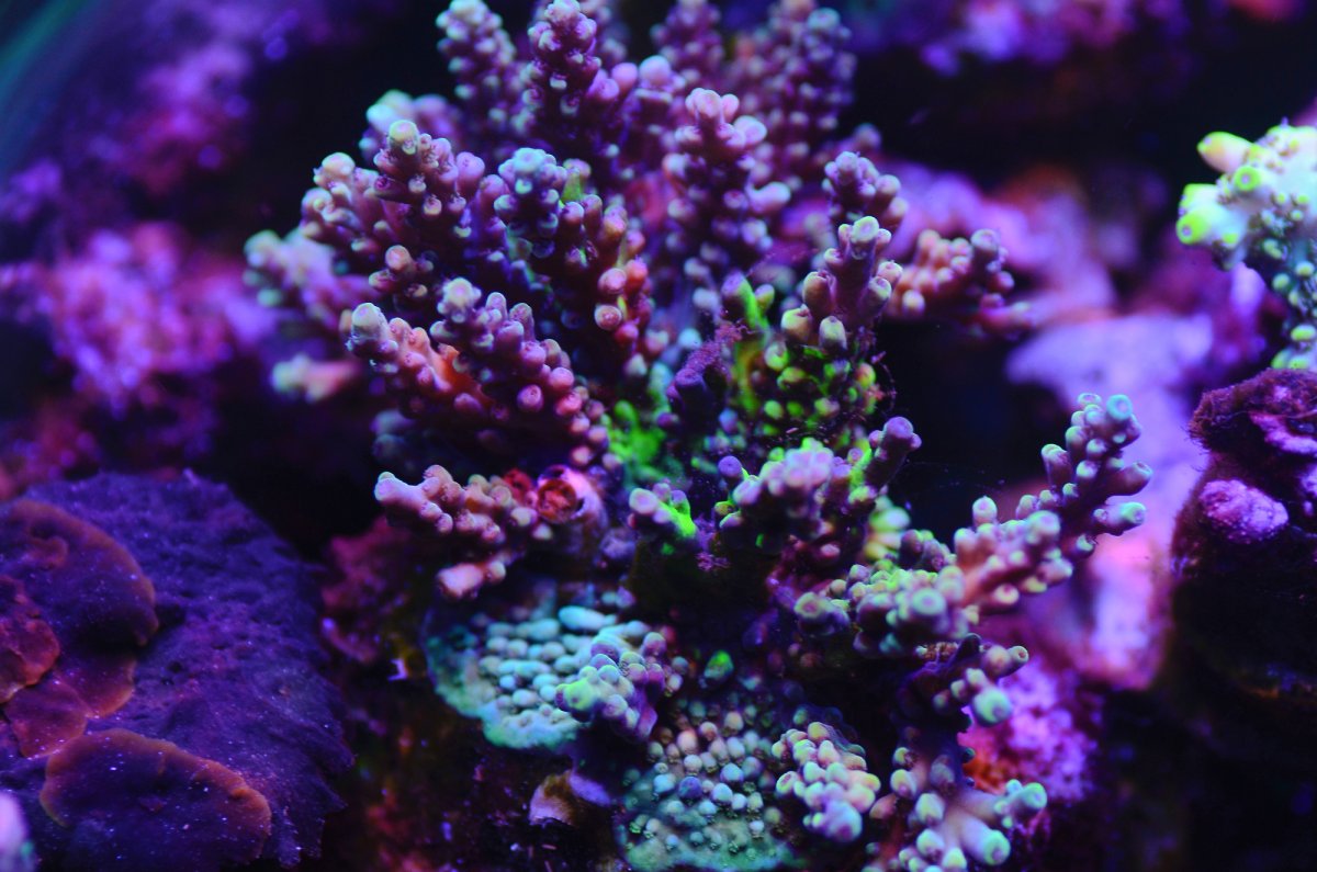 corals2.jpg