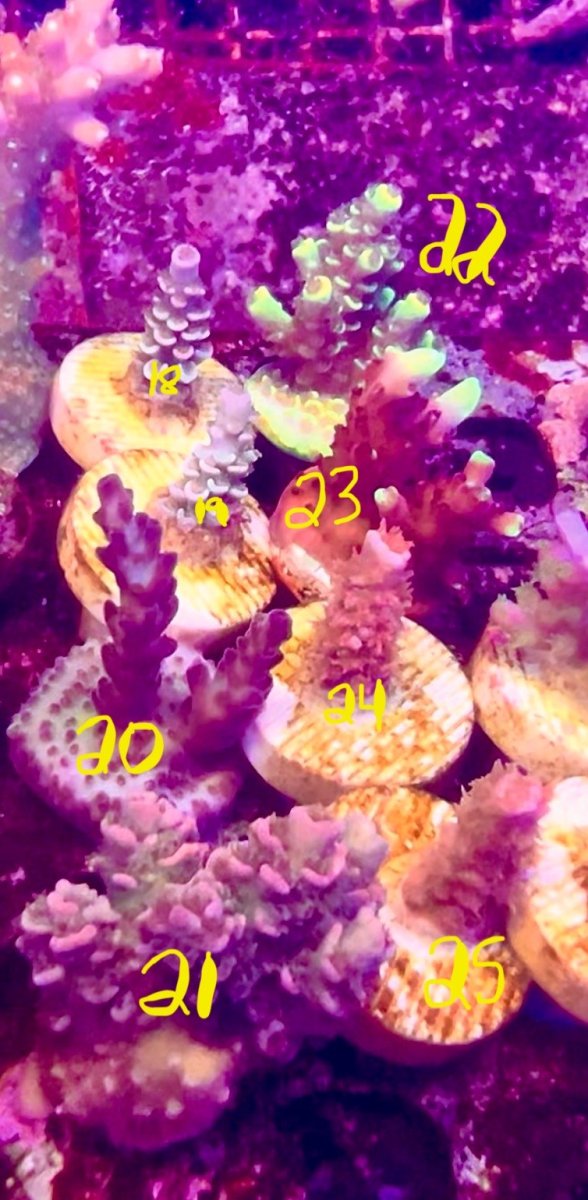 corals3.jpg