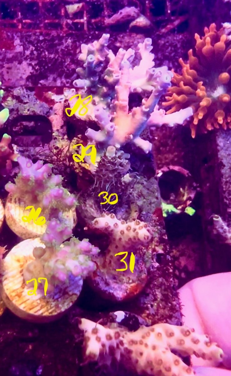 corals4.jpg