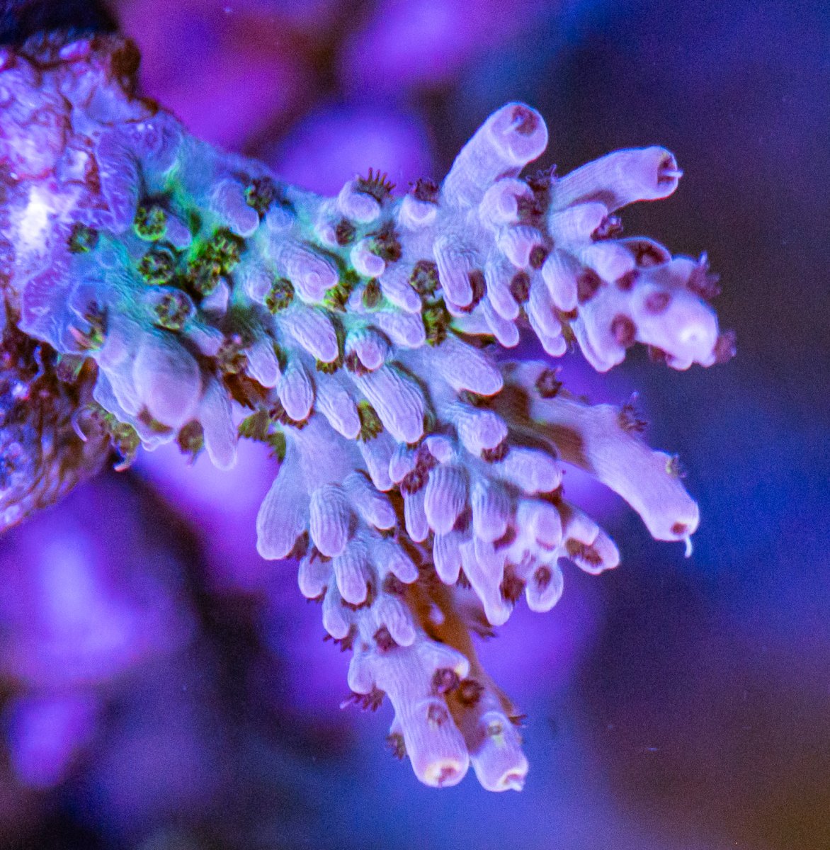 Corals_240331-20.jpg