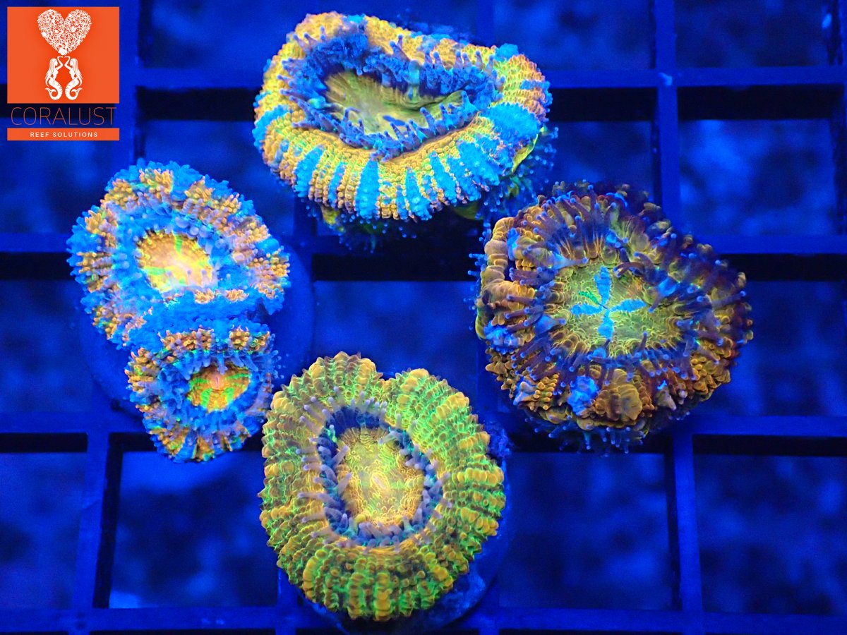 Coralust Rainbow Acan 4 Pack blue.jpg