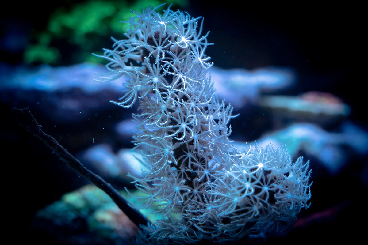 corky-gorgonian.jpg