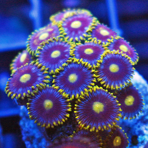 Corona Zoas.jpg