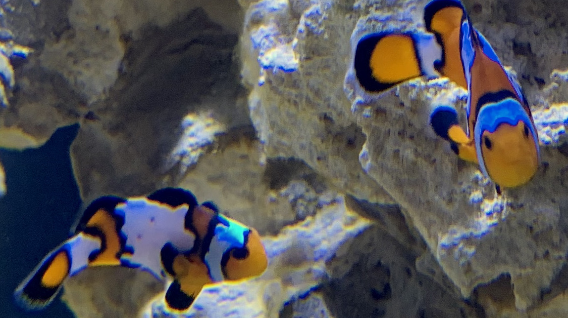 Corys Clowns.jpg