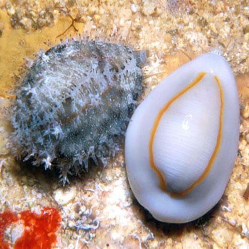 cowrie-money-monetaria-moneta-annulus_500x.jpg