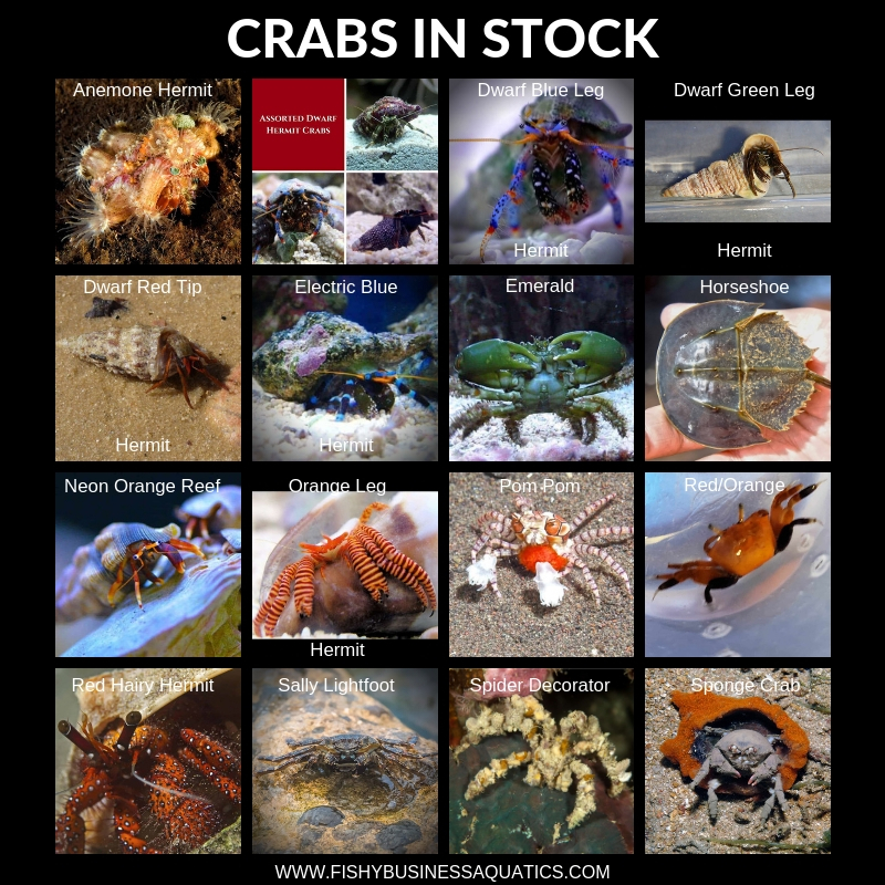 CRABS IN STOCK.jpg