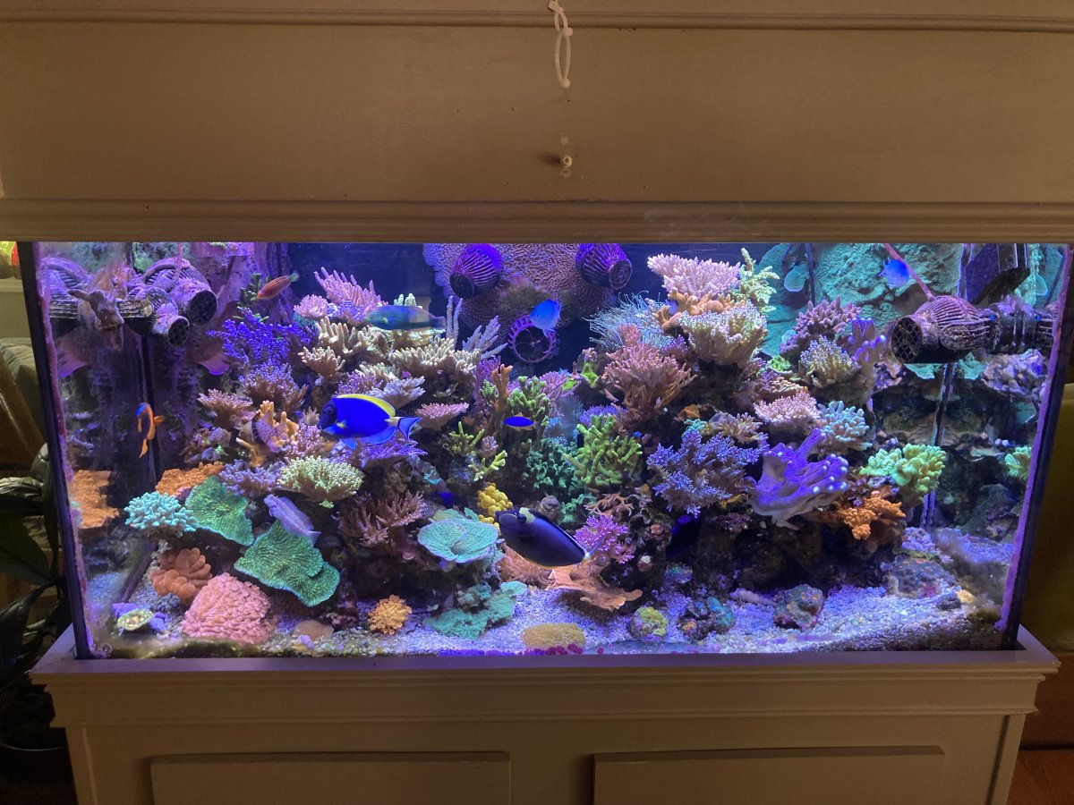 Craft Aquatic 120 Gallon Mixed Reef : White light.jpg