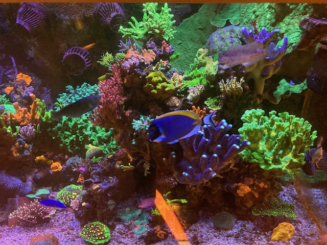 Craft Aquatic SPS Reef 12:2023.jpg