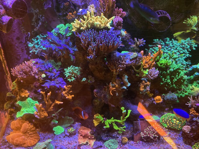 Craft Aquatic SPS Reef 2 12:2023.jpg