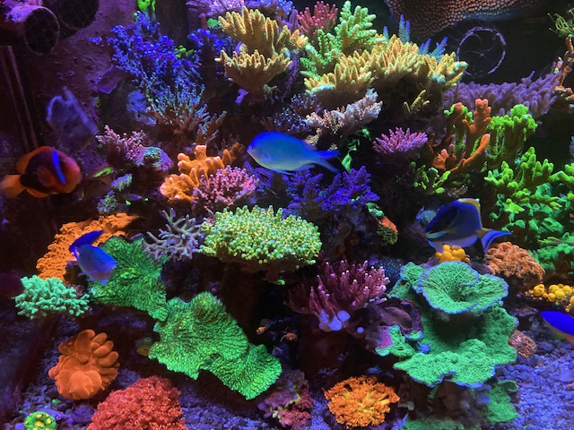 CraftAquatic120MixedReef.jpg