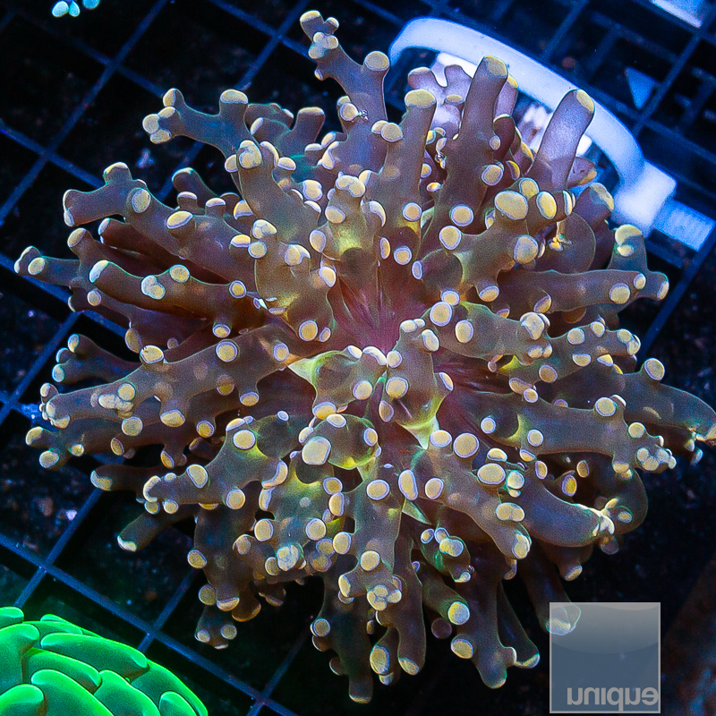 Crazy Frogspawn 199 115.JPG