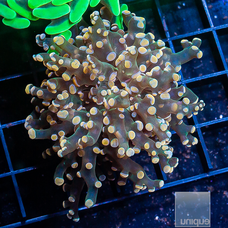 Crazy Frogspawn 199 120.JPG