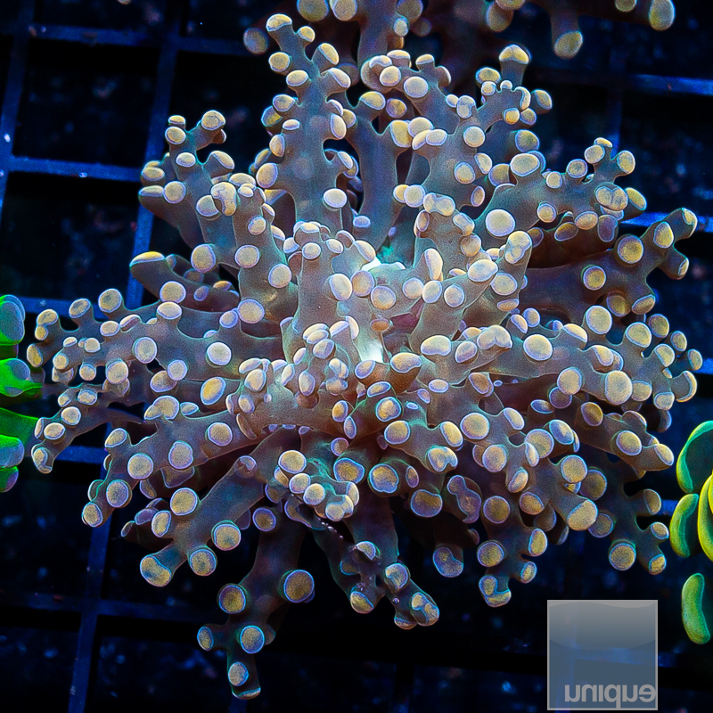 Crazy Frogspawn 199 124.JPG