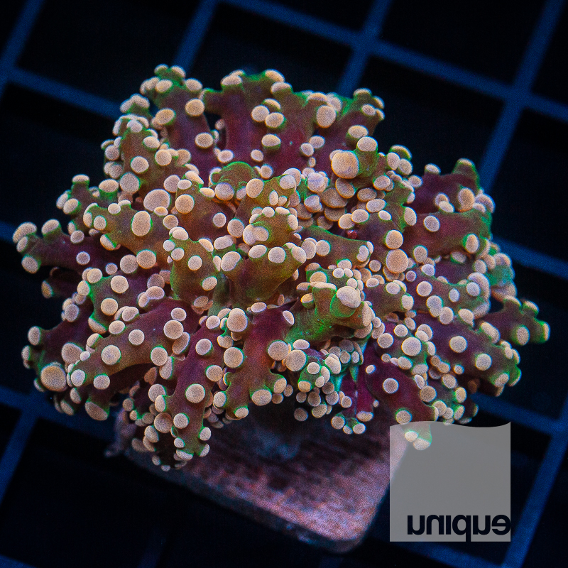 Crazy Frogspawn 199 125.jpg