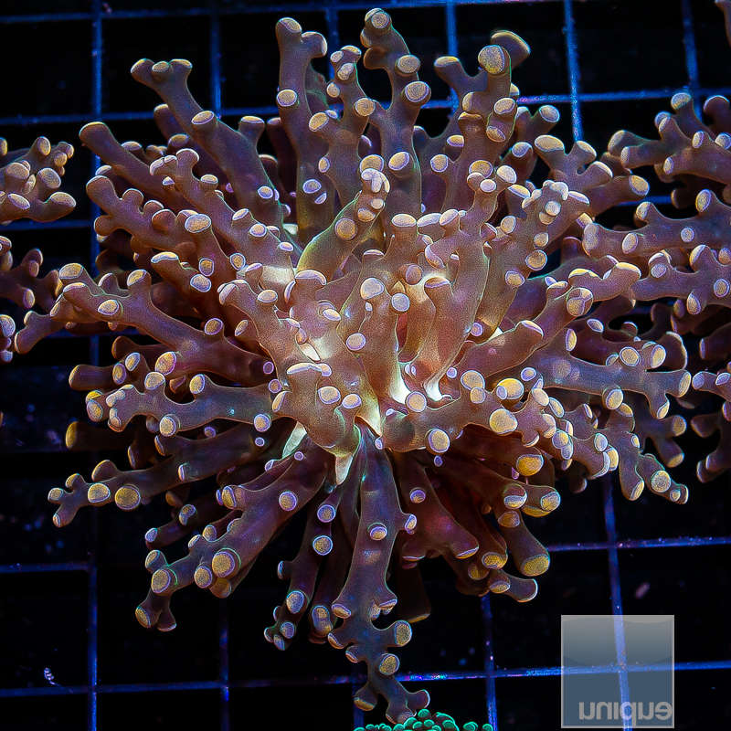 Crazy Frogspawn 199 156.JPG