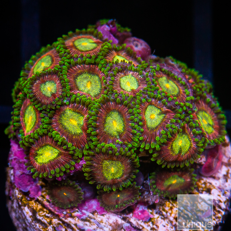 Crazy Zoanthids 199 90.JPG