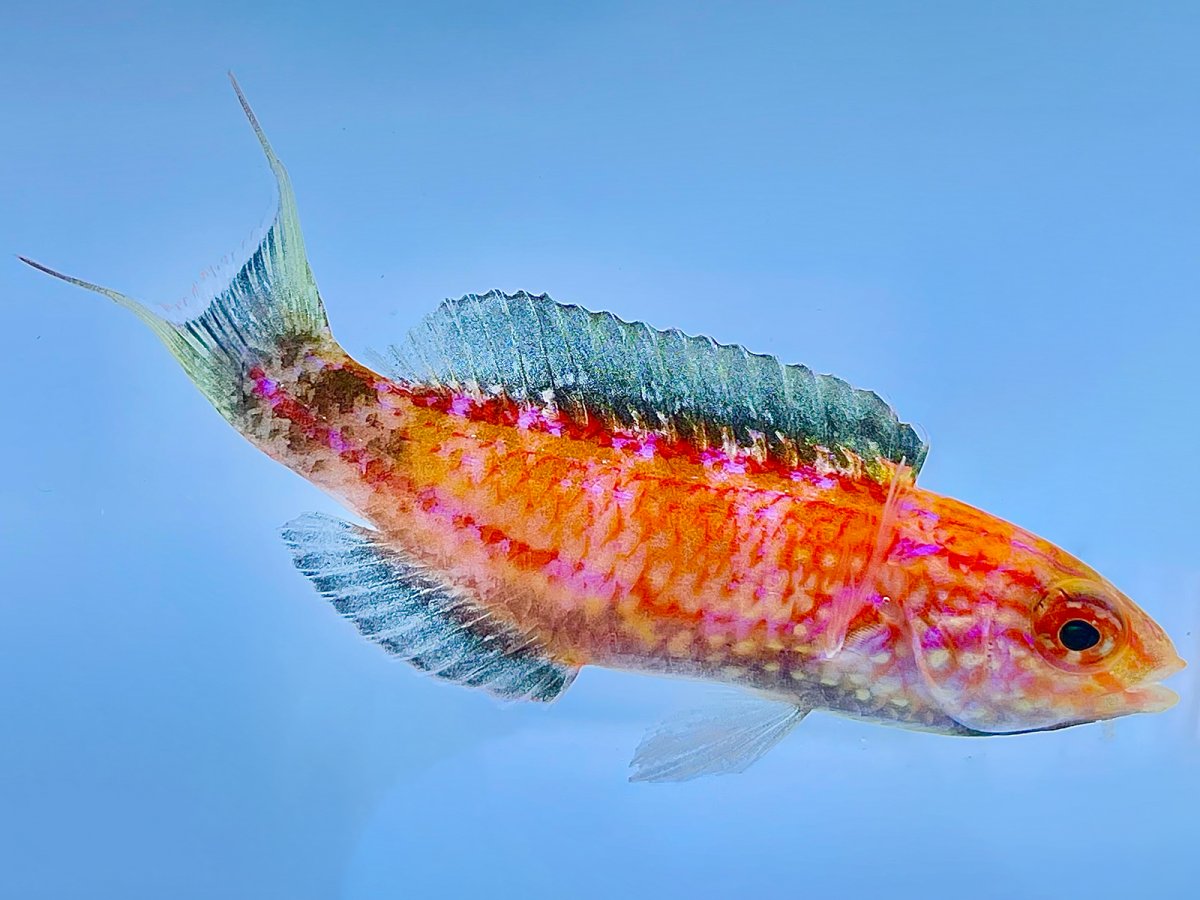 Cresent Tail Wrasse.jpg