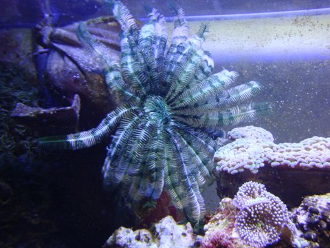 Crinoid 1.JPG