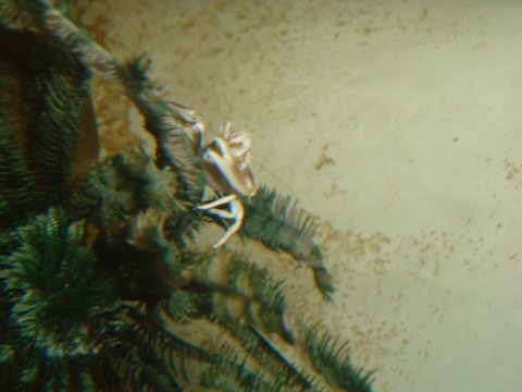 crinoid and  nem crab.JPG