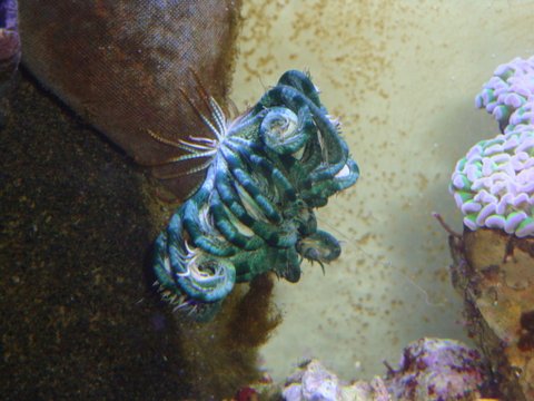 crinoid resting.JPG