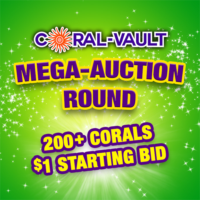 cvmegaauction2-24.jpg