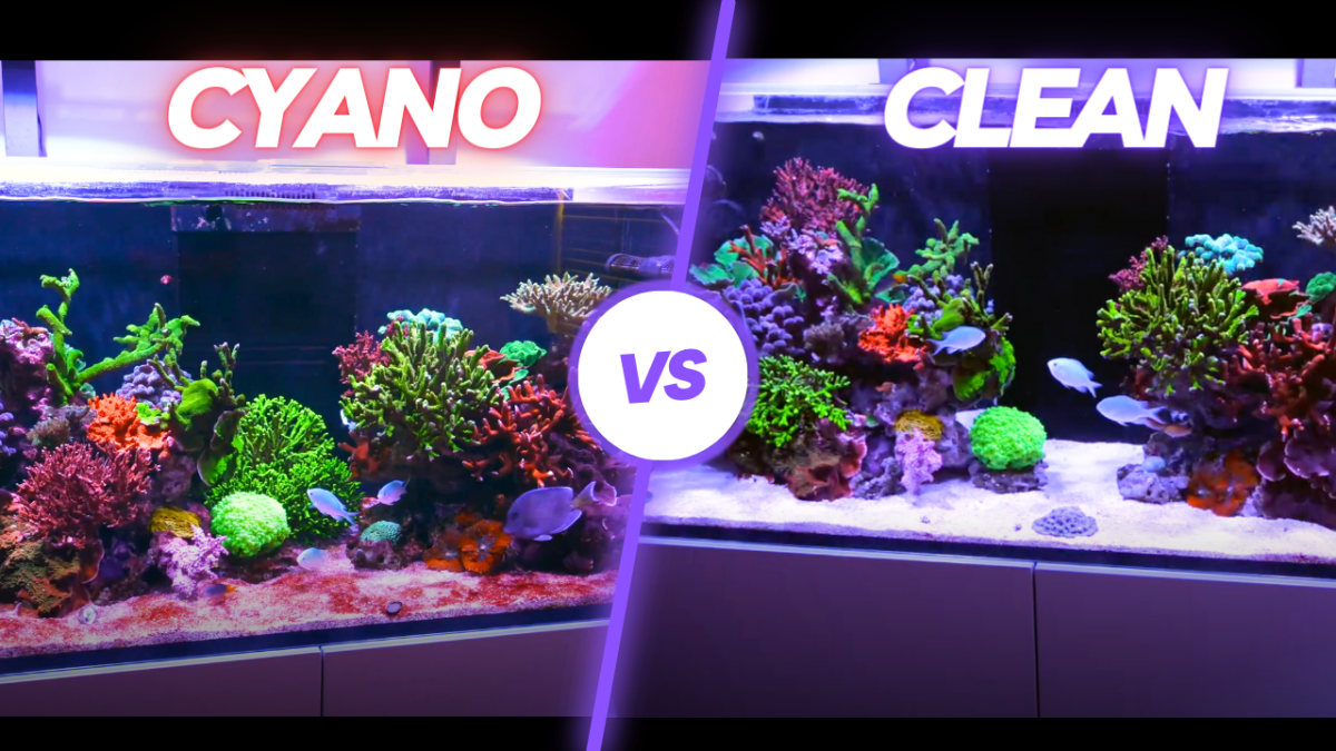 CYANO.png