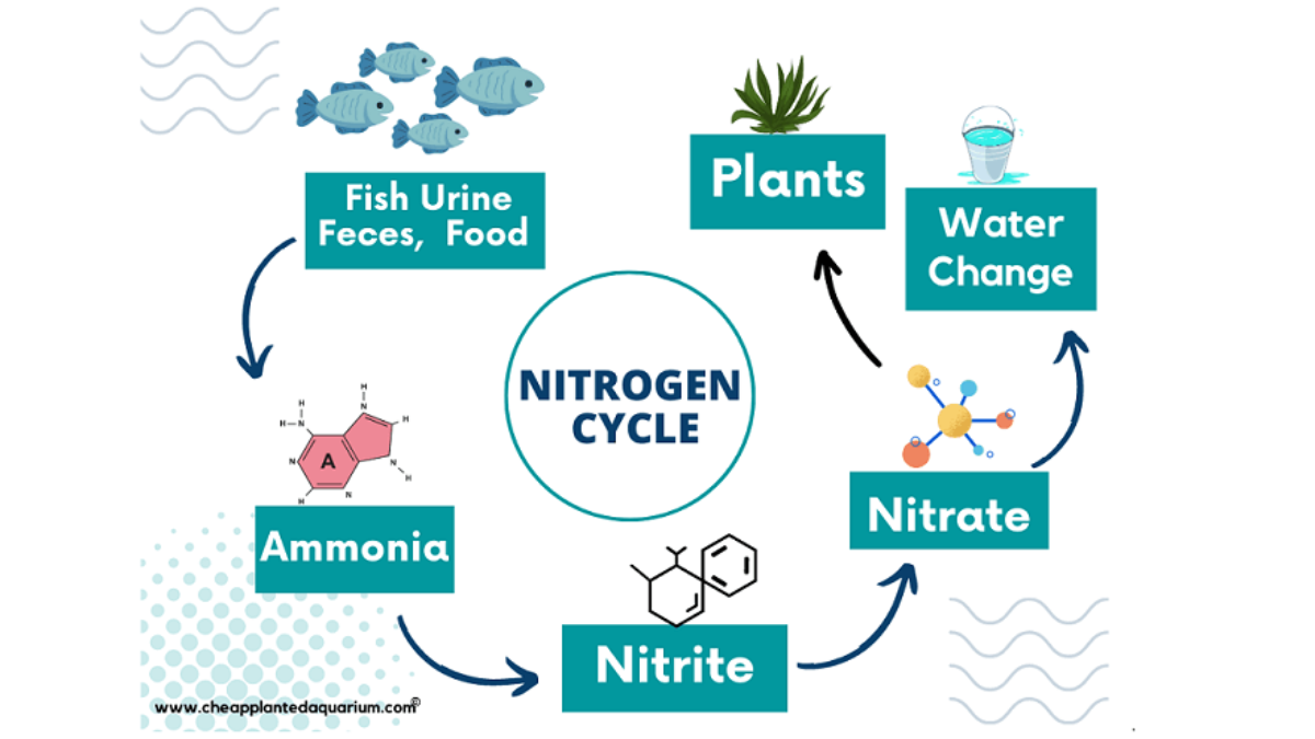 Cycling-a-fish-tank-kicking-off-the-nitrogen-Cycle-V2-1200x675.png