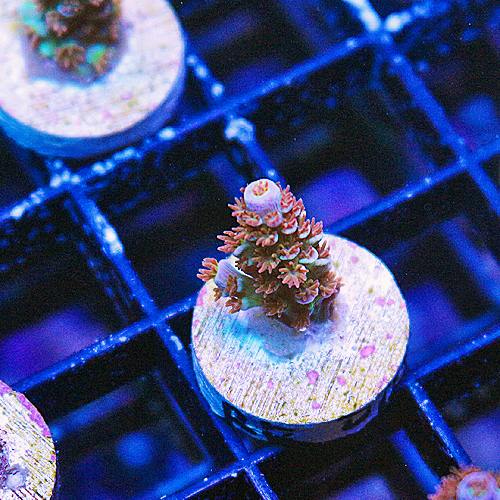 D101 RR Optimus Prime Acropora 599-349.jpg